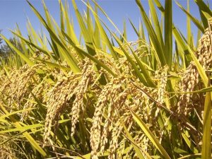 produktivitas padi lahan basah