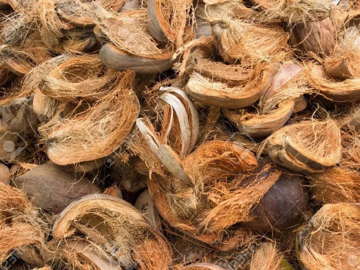 Cara Membuat Cocopeat dari Sabut Kelapa